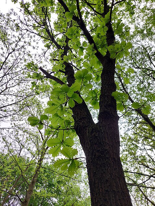 Waldbaden