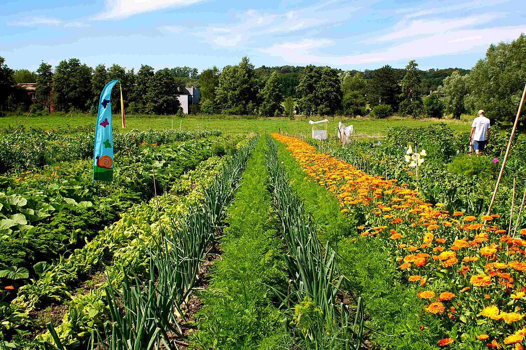 Ansicht der Mietgartenfläche