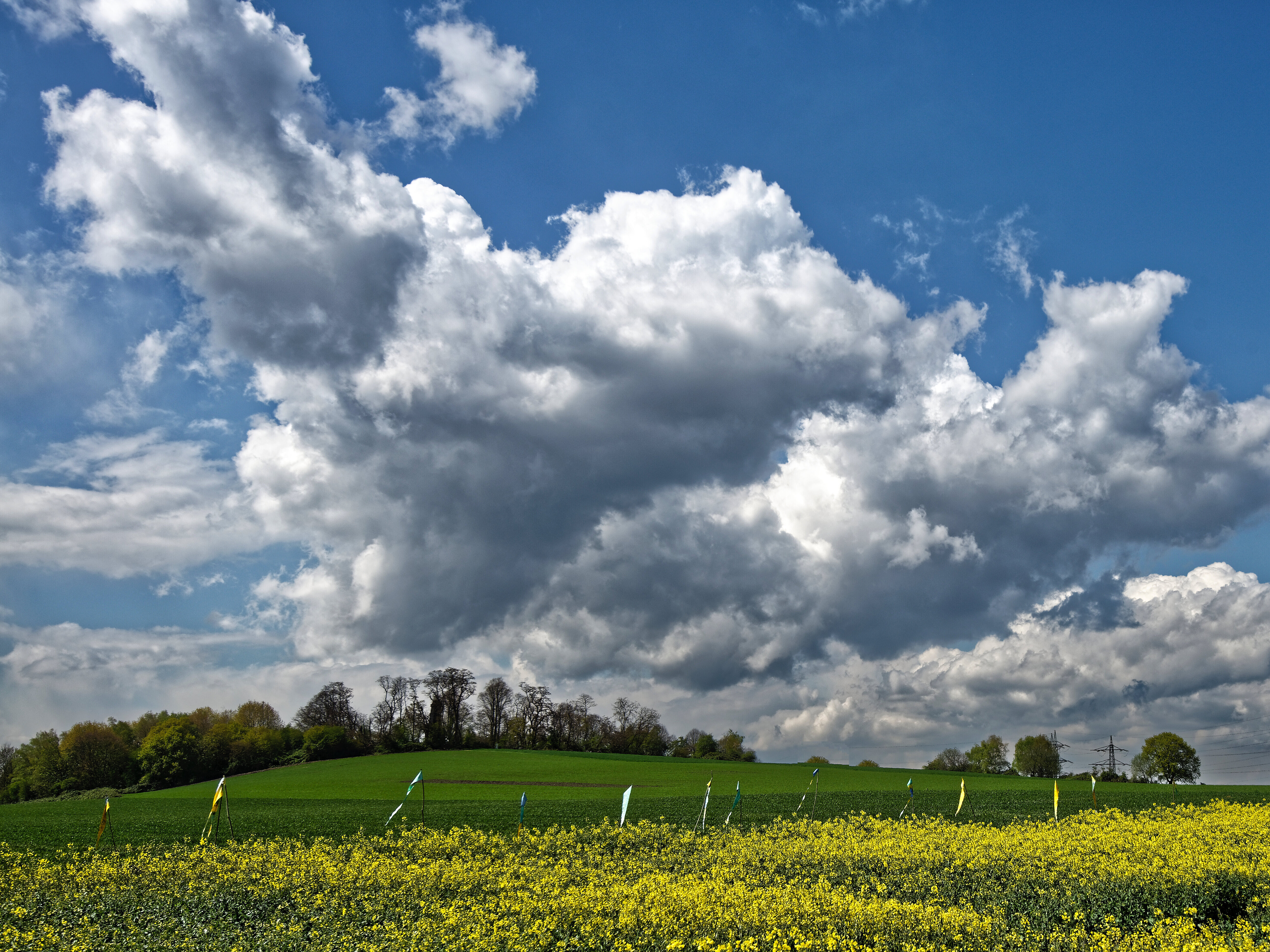 Gelb blühendes Rapsfeld am Mechtenberg