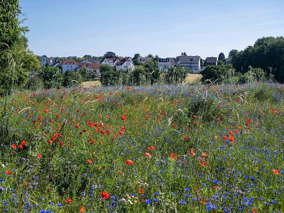 Bunt blühende Grünflächen in Bochum