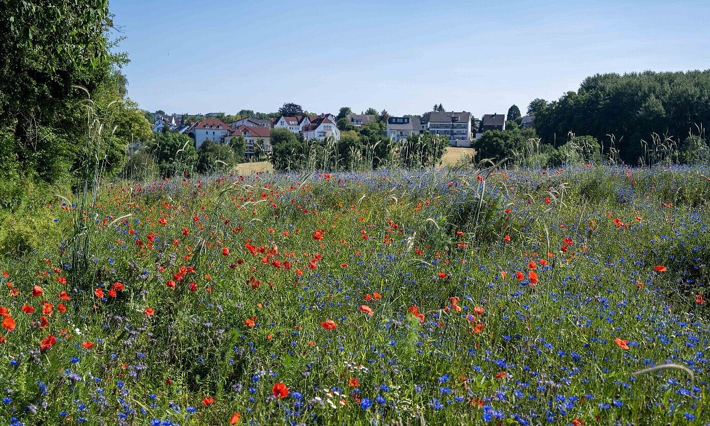 Bunt blühende Grünflächen in Bochum