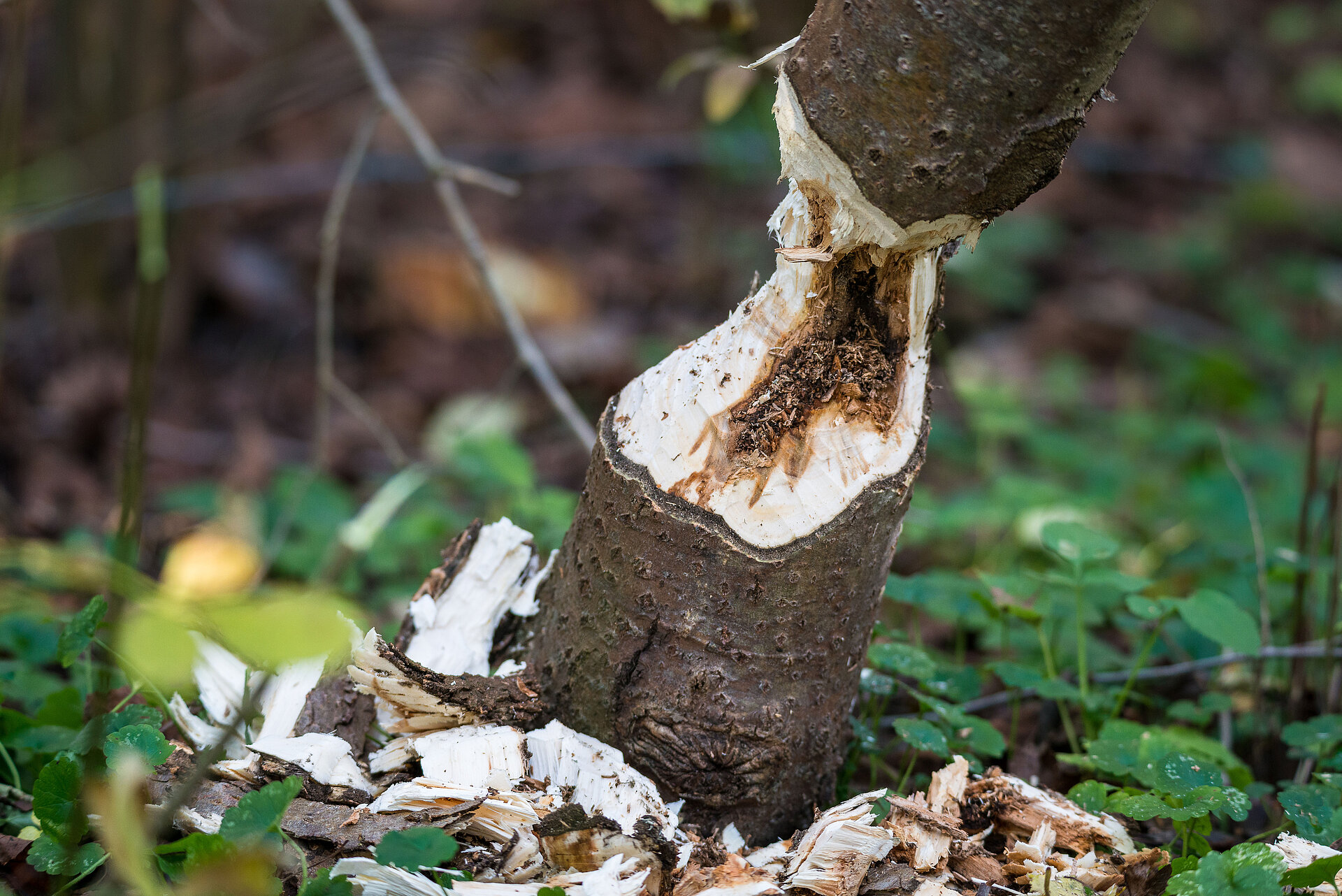 Biberfraßspuren an einem Baum