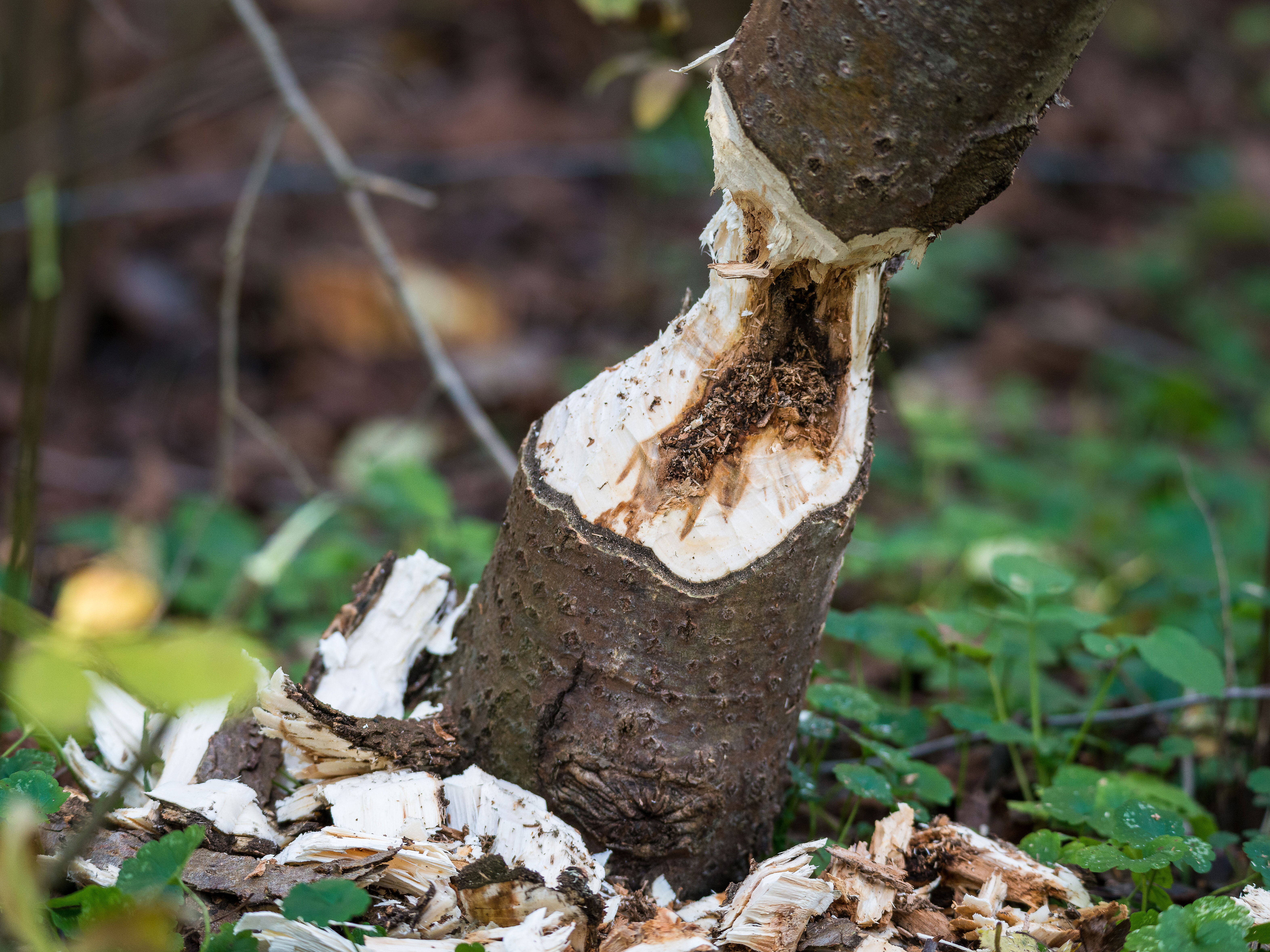 Biberfraßspuren an einem Baum