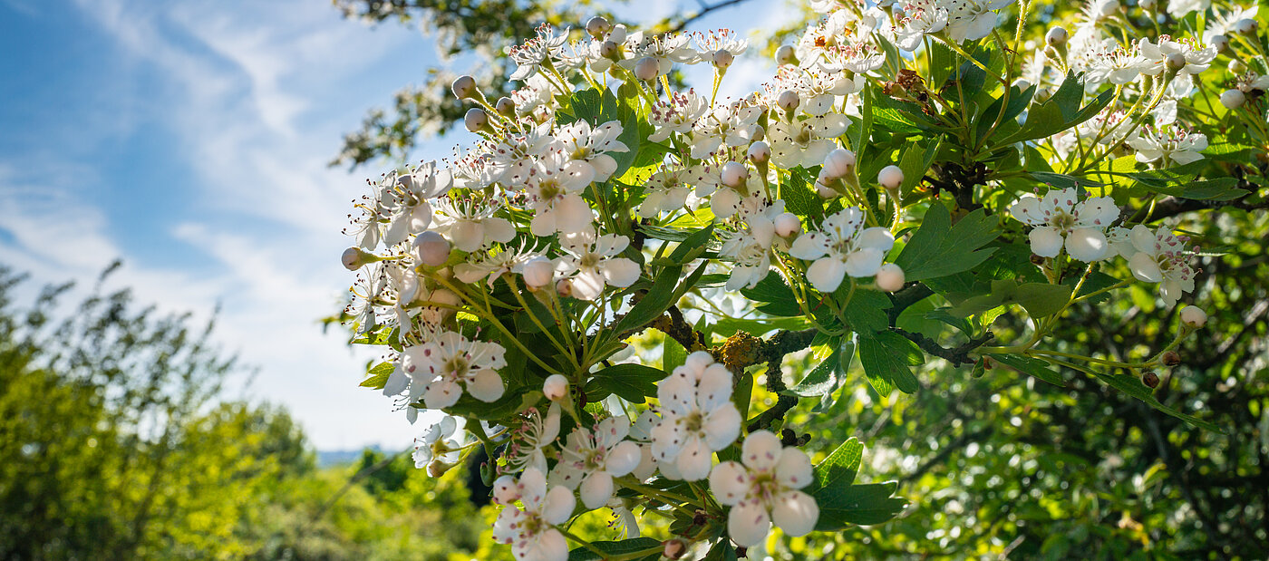 Grüner Strauch mit weißen Blumen und Sonnenschein.