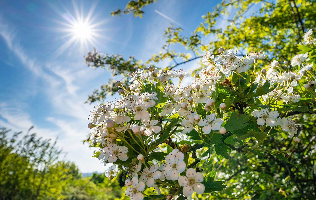 Grüner Strauch mit weißen Blumen und Sonnenschein.