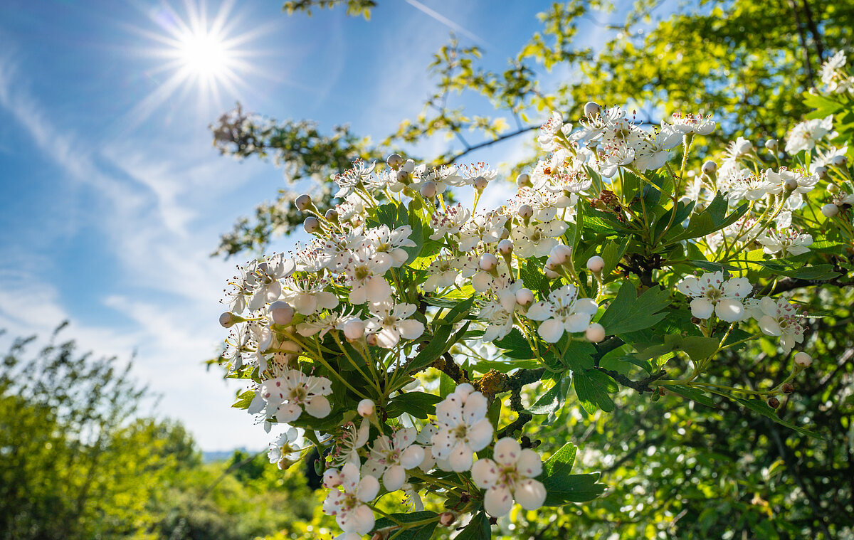 Grüner Strauch mit weißen Blumen und Sonnenschein.