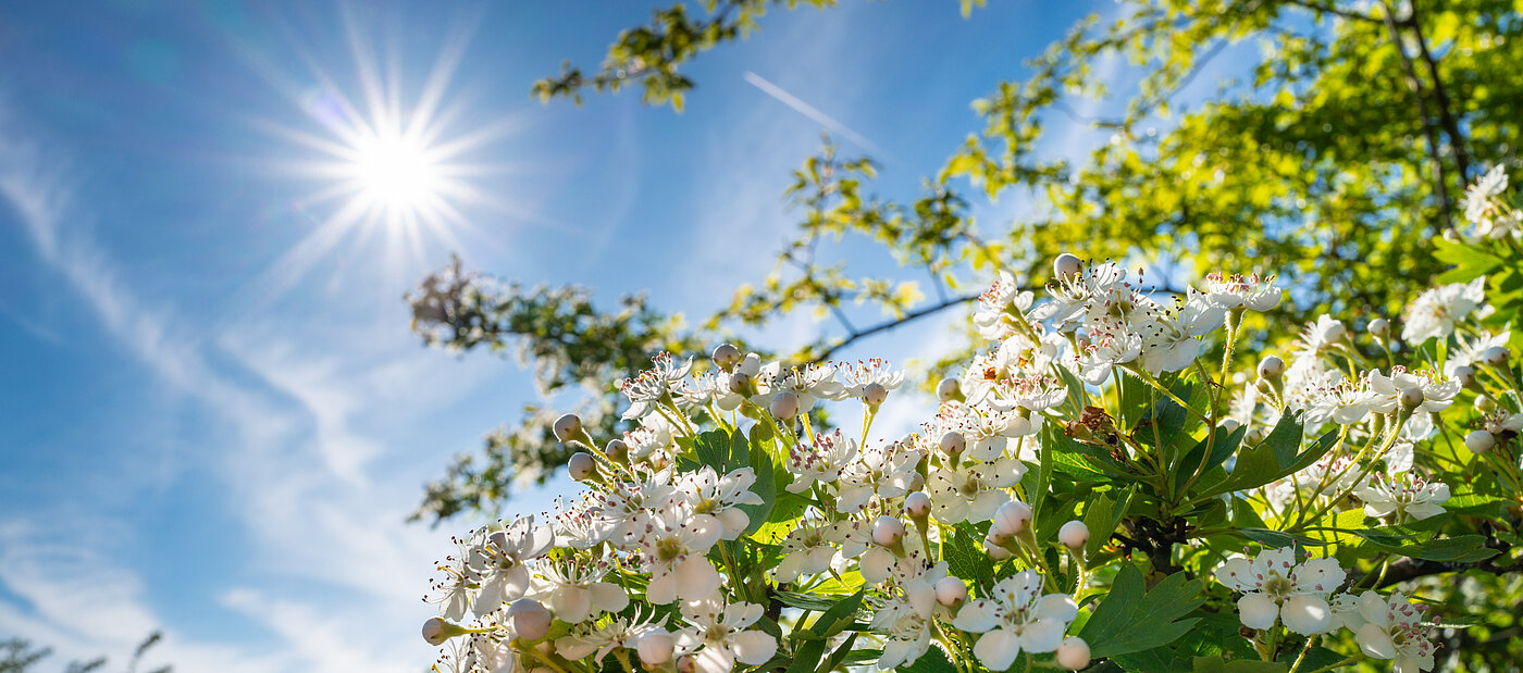 Grüner Strauch mit weißen Blumen und Sonnenschein.