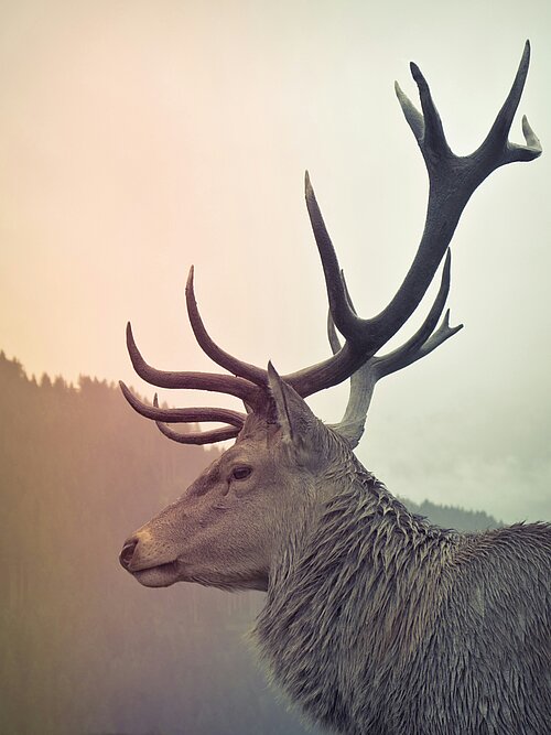 Der König der Wälder -