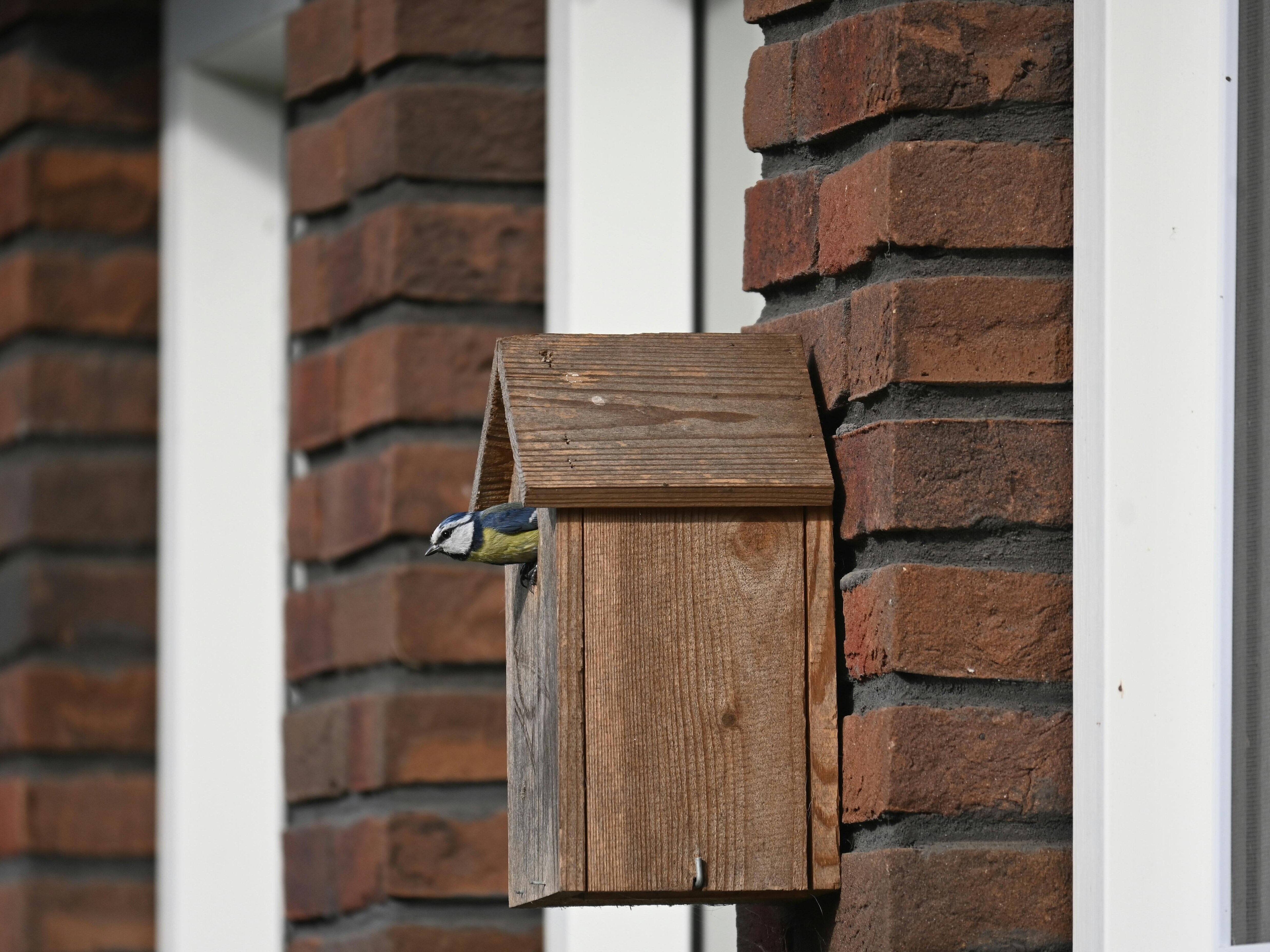 Ein Vogel schaut aus einem an einer Steinwand hängenden Nistkasten heraus. 
