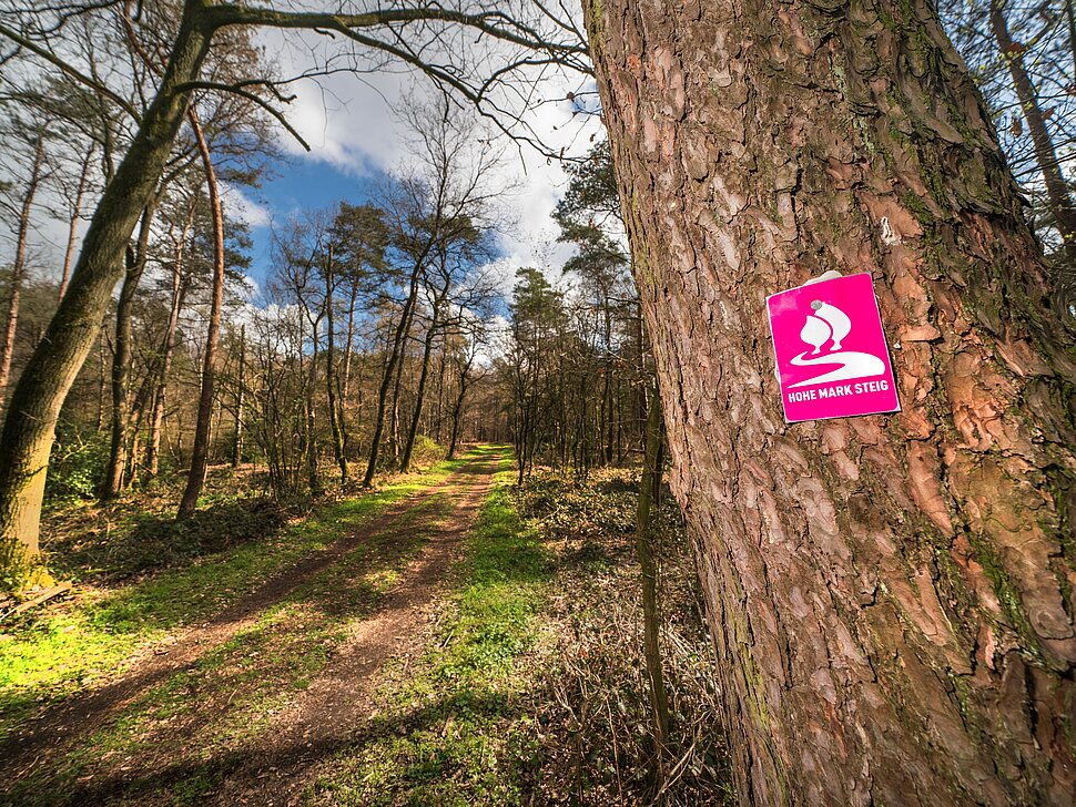 Fernwanderweg Hohe Mark Steig zwischen Olfen und Wesel - Mahlberg Eingang Dämmerwald.