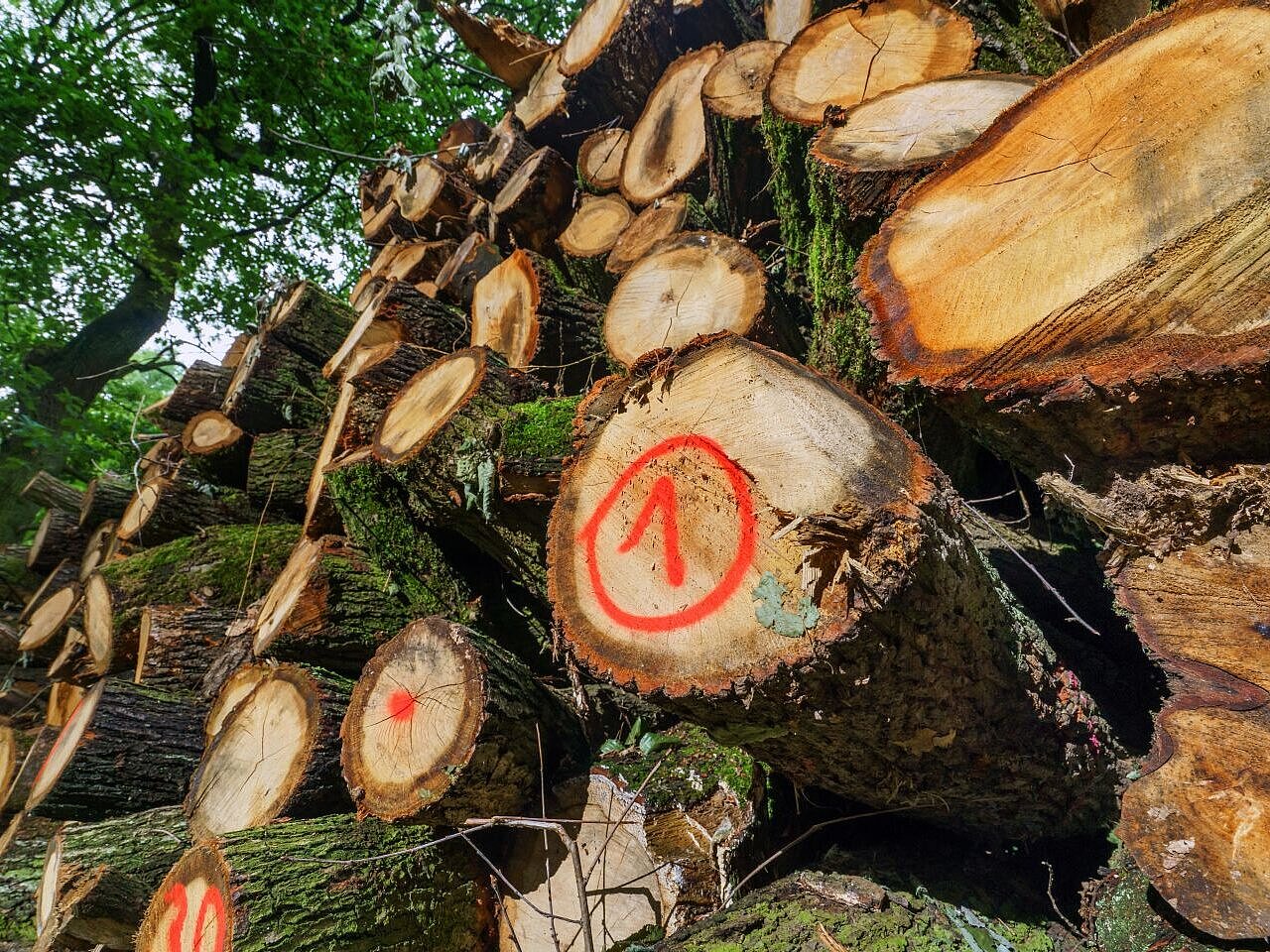 Holzstapel im Baerler Busch in Duisburg.