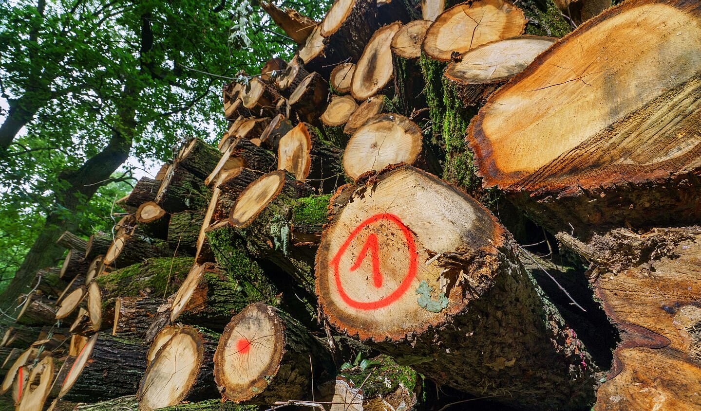 Holzstapel im Baerler Busch, 2017