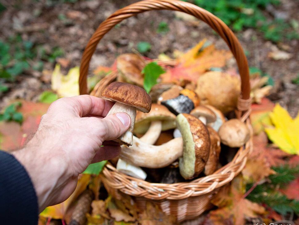 Korb auf Waldboden gefüllt mit Pilzen.