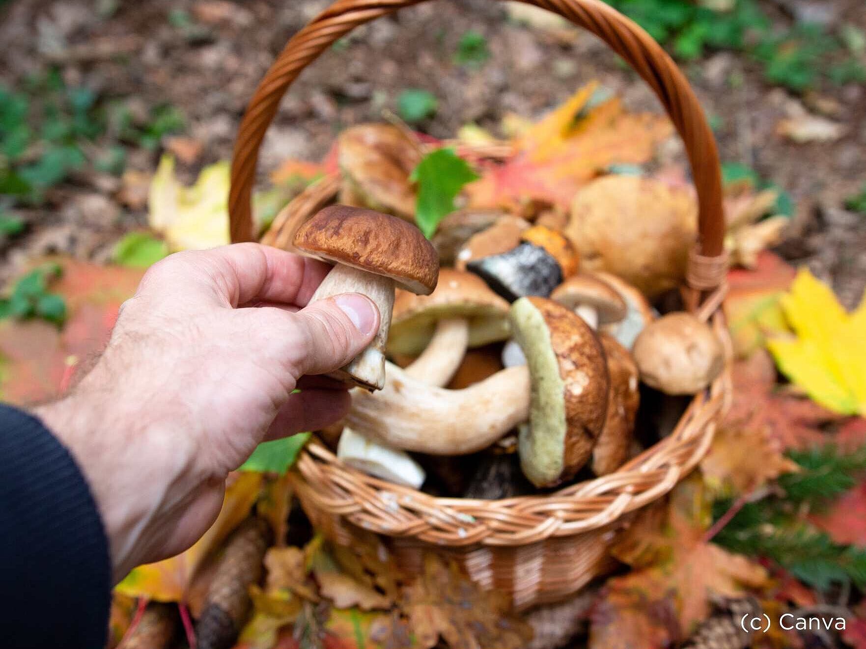 Pilze sammeln-(c) Canva Korb auf Waldboden gefüllt mit Pilzen.