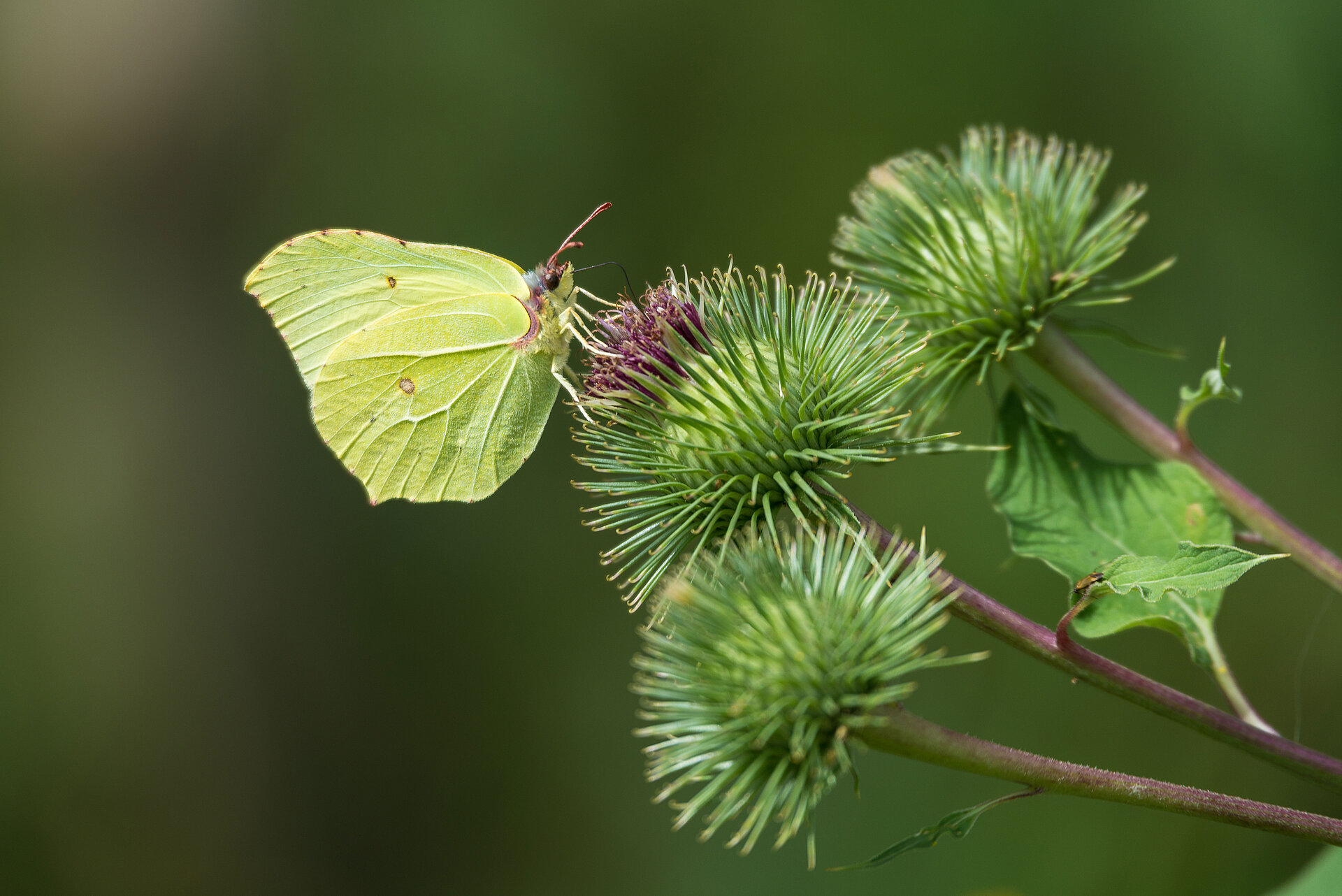 Gelber Schmetterling an grüner Blüte. 