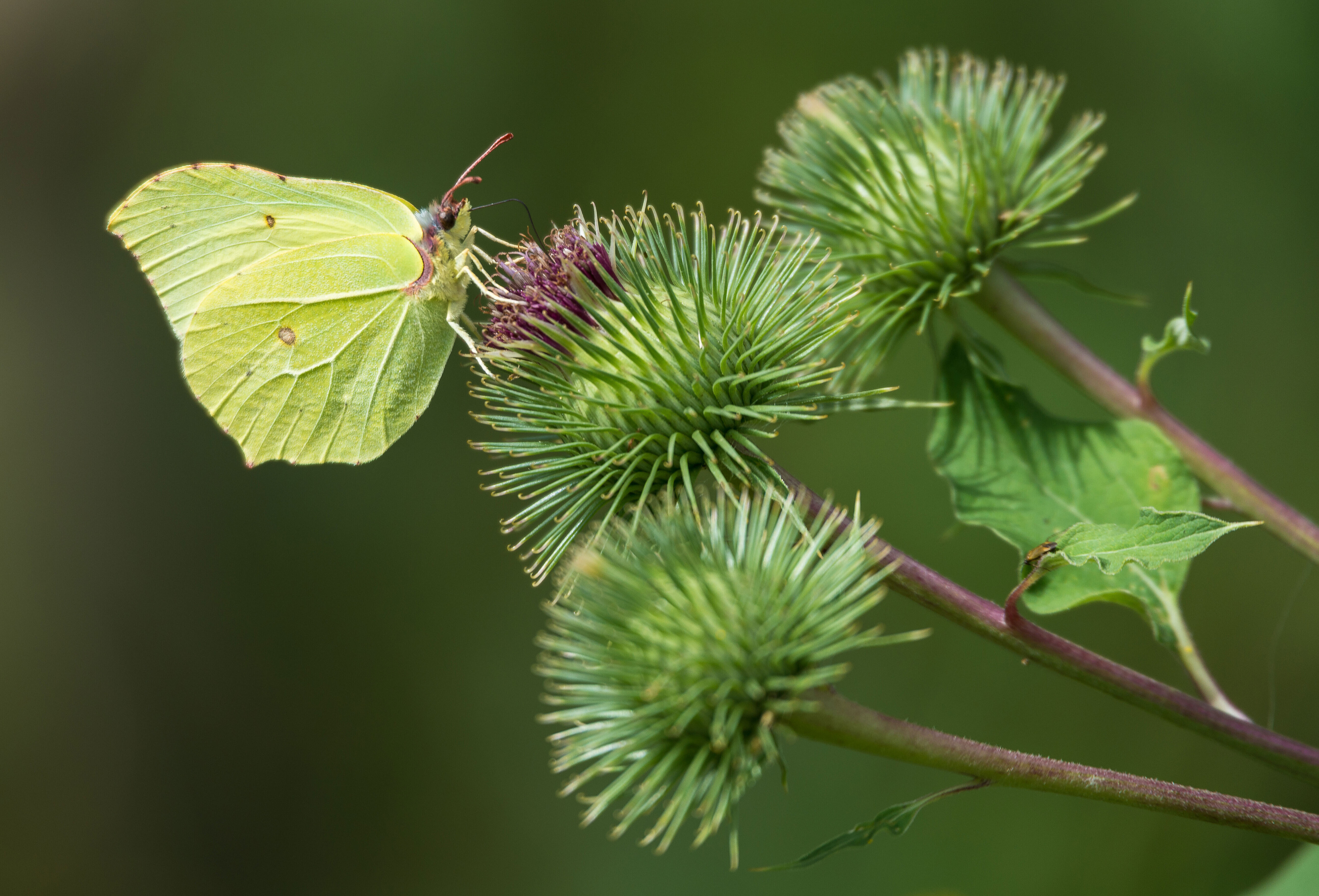 Gelber Schmetterling an grüner Blüte. 