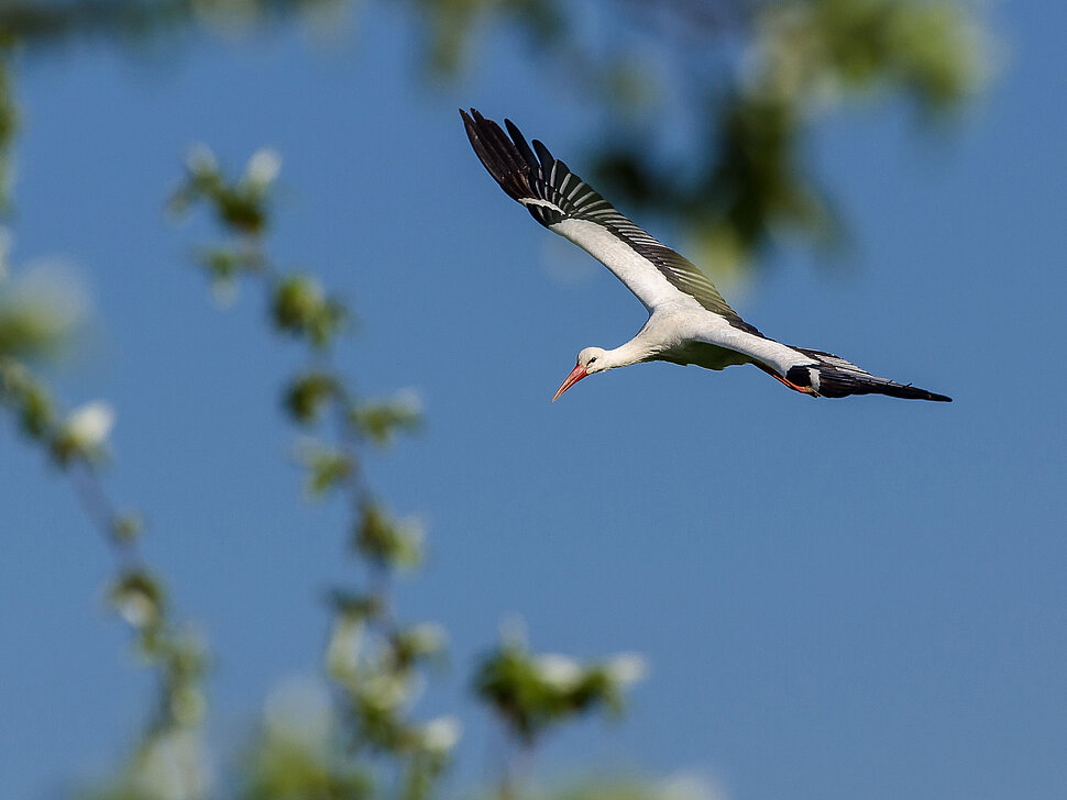 Weißstorch im Landeanflug auf die Bislicher Insel in Xanten.