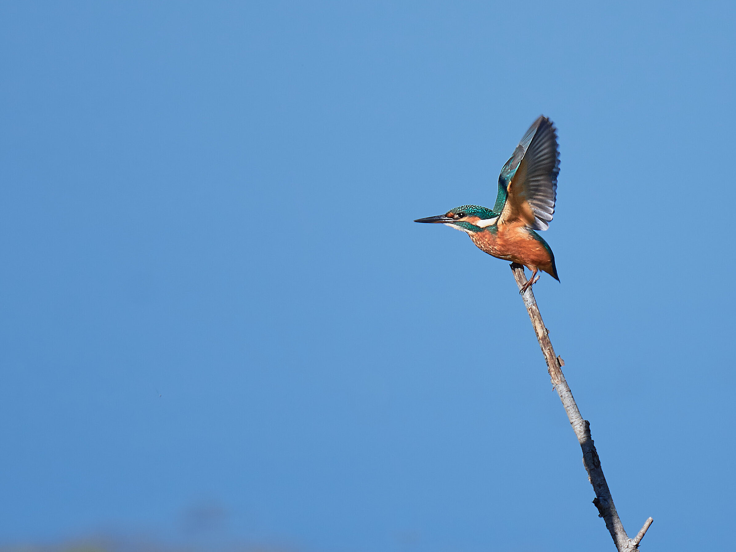 Eisvogel beim Abflug von einem Ast