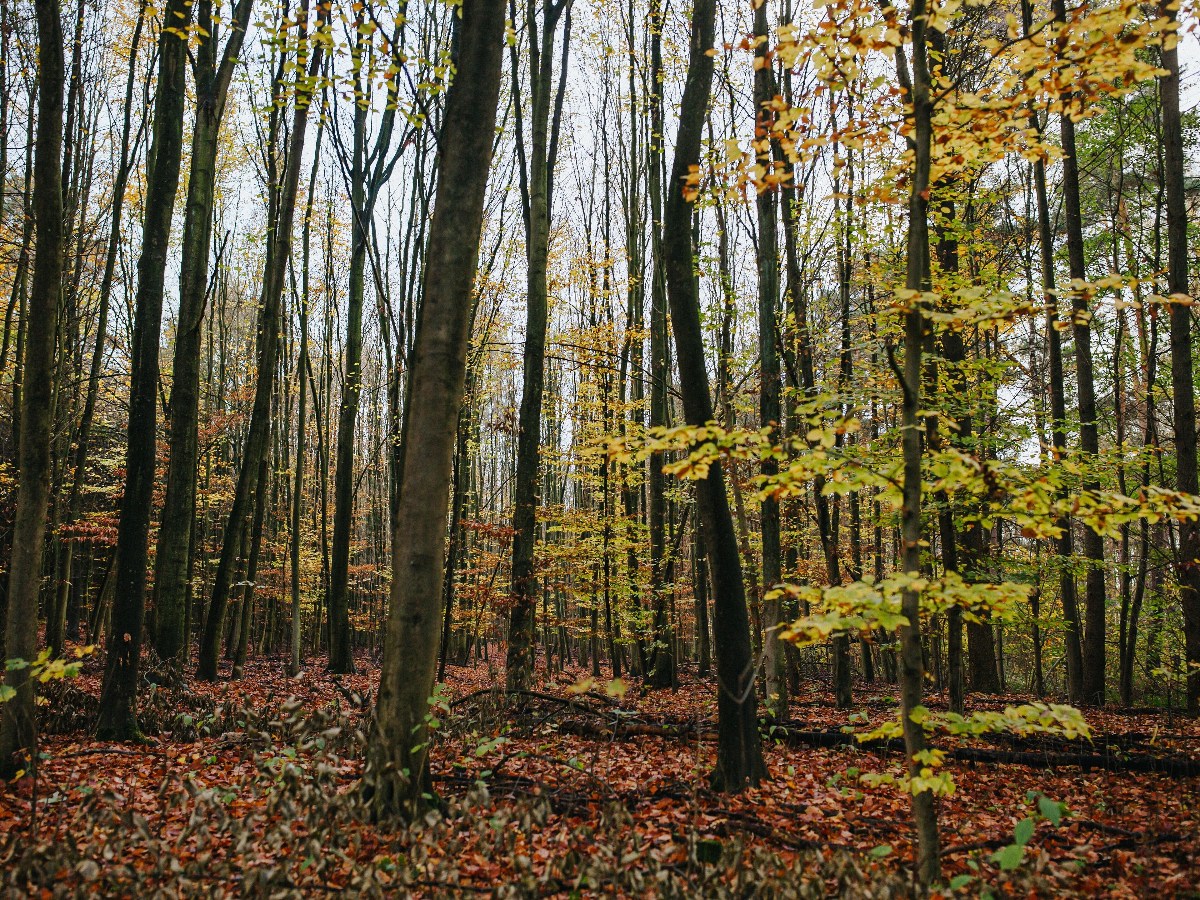 Buchenwald im RVR-Waldgebiet Haard im Dezember 2020.