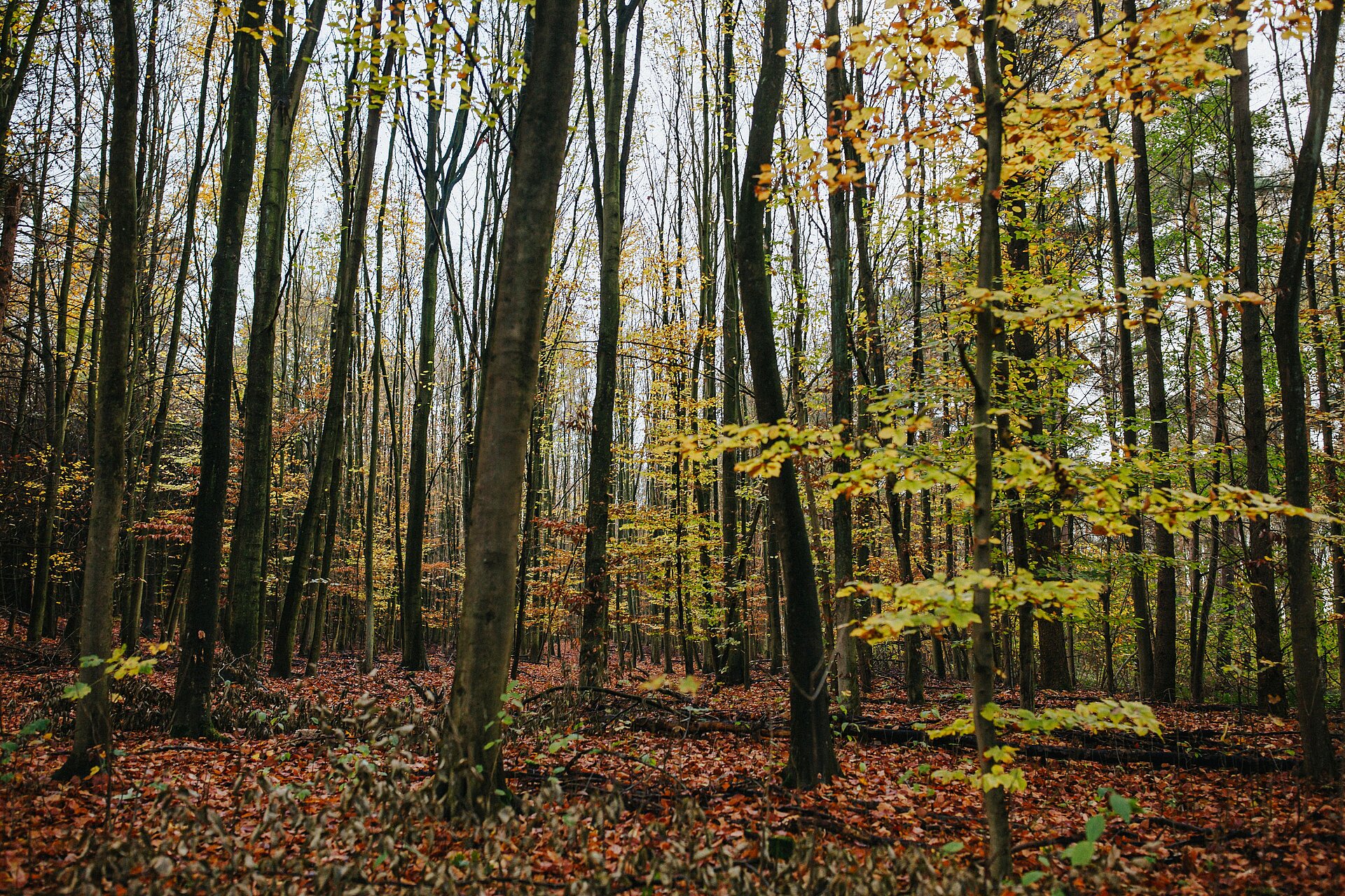Buchenwald im RVR-Waldgebiet Haard im Dezember 2020.