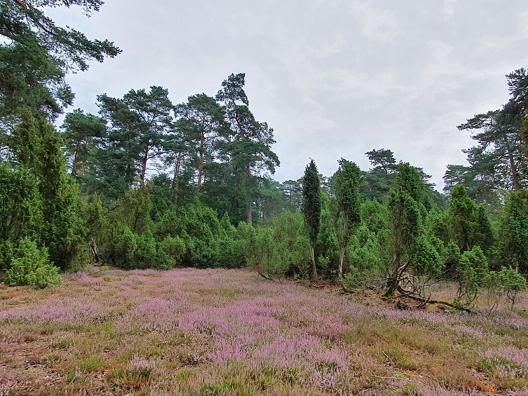 Pink blühende Heide mit Wacholder im Hintergrund