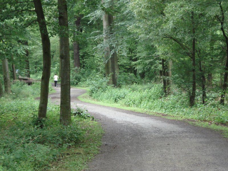 Wanderweg im Grutholz in Castrop-Rauxel.