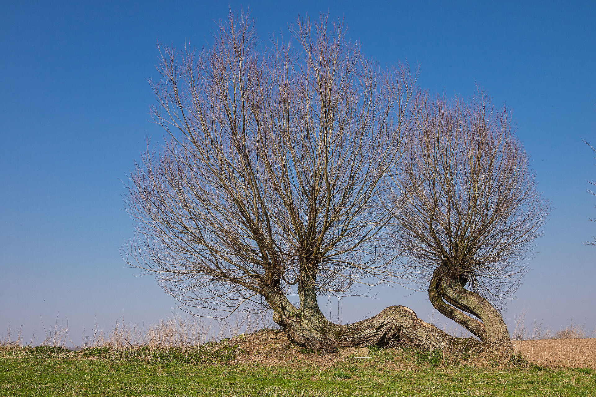 Kopfweiden gehören zum typischen Landschaftsbild.