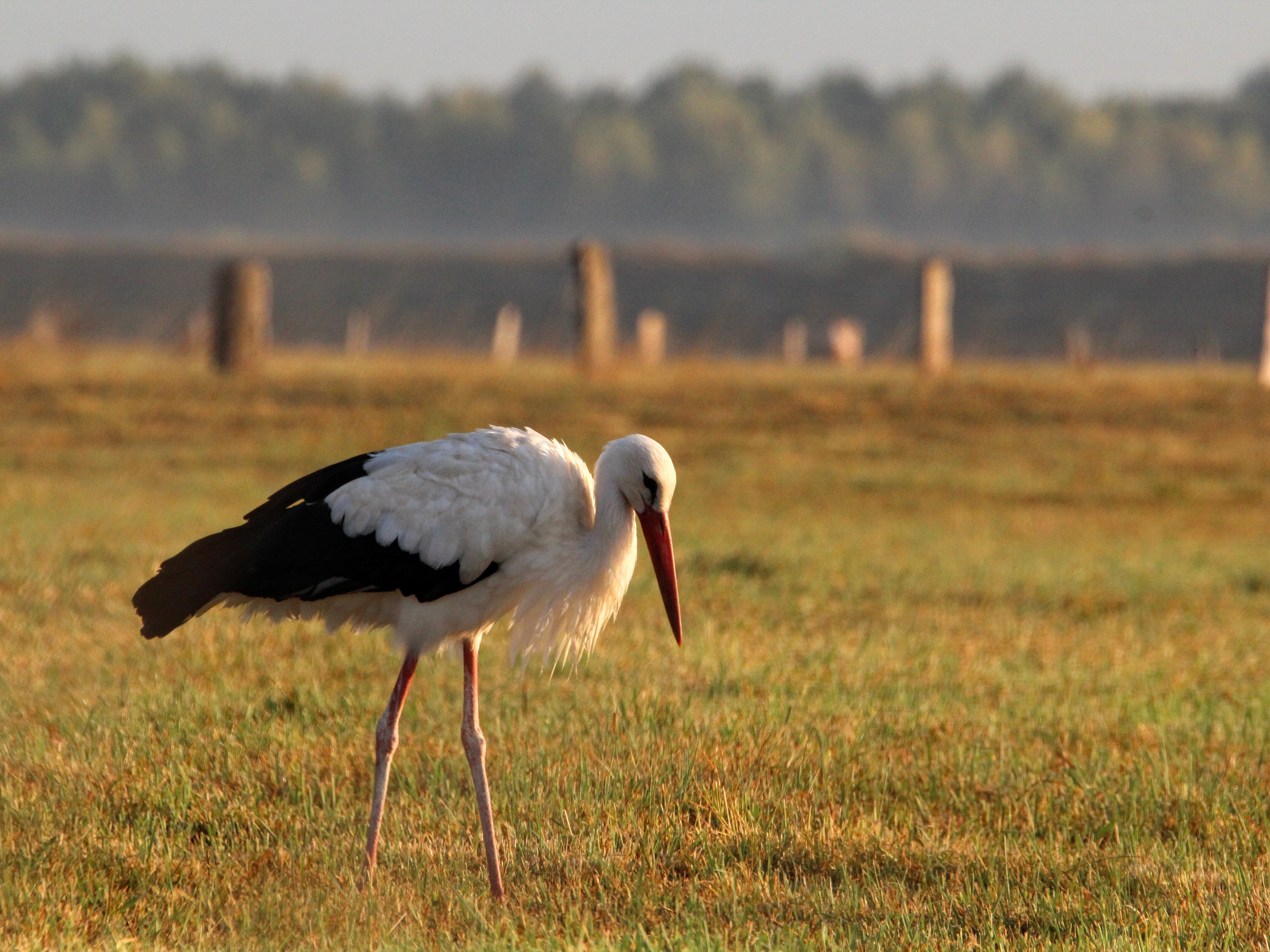 Storch auf der Futtersuche auf der Bislicher Insel.