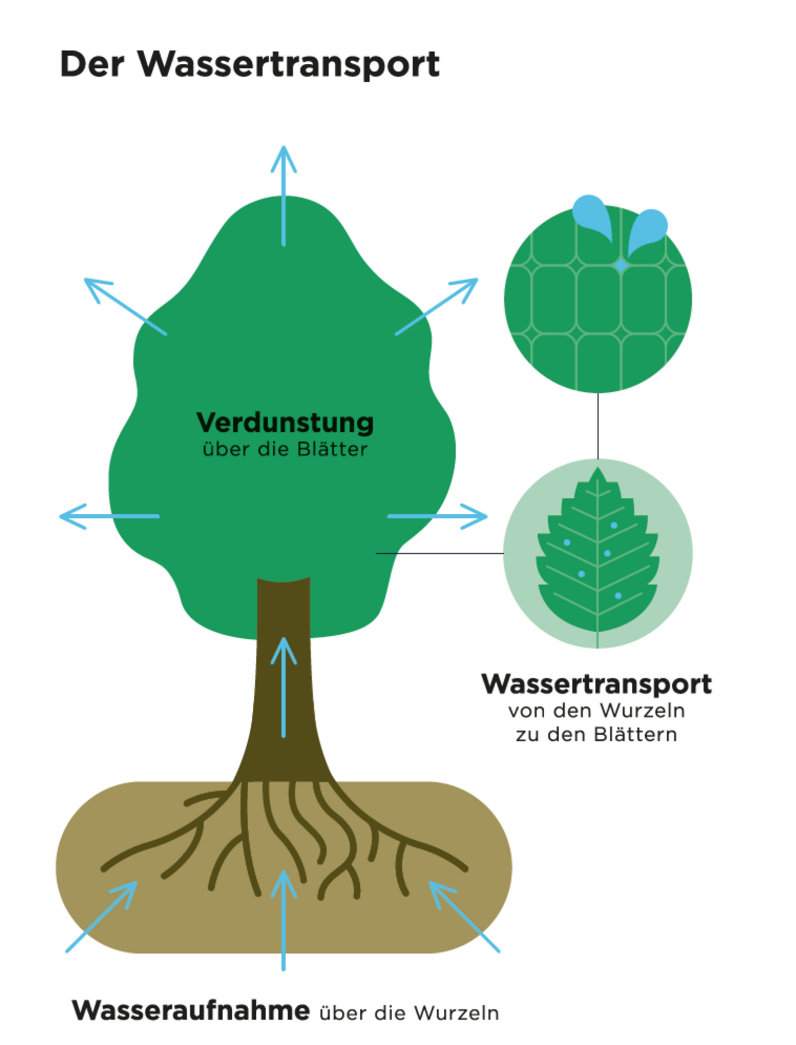 Schematische Darstellung des Wassertransports im Baum