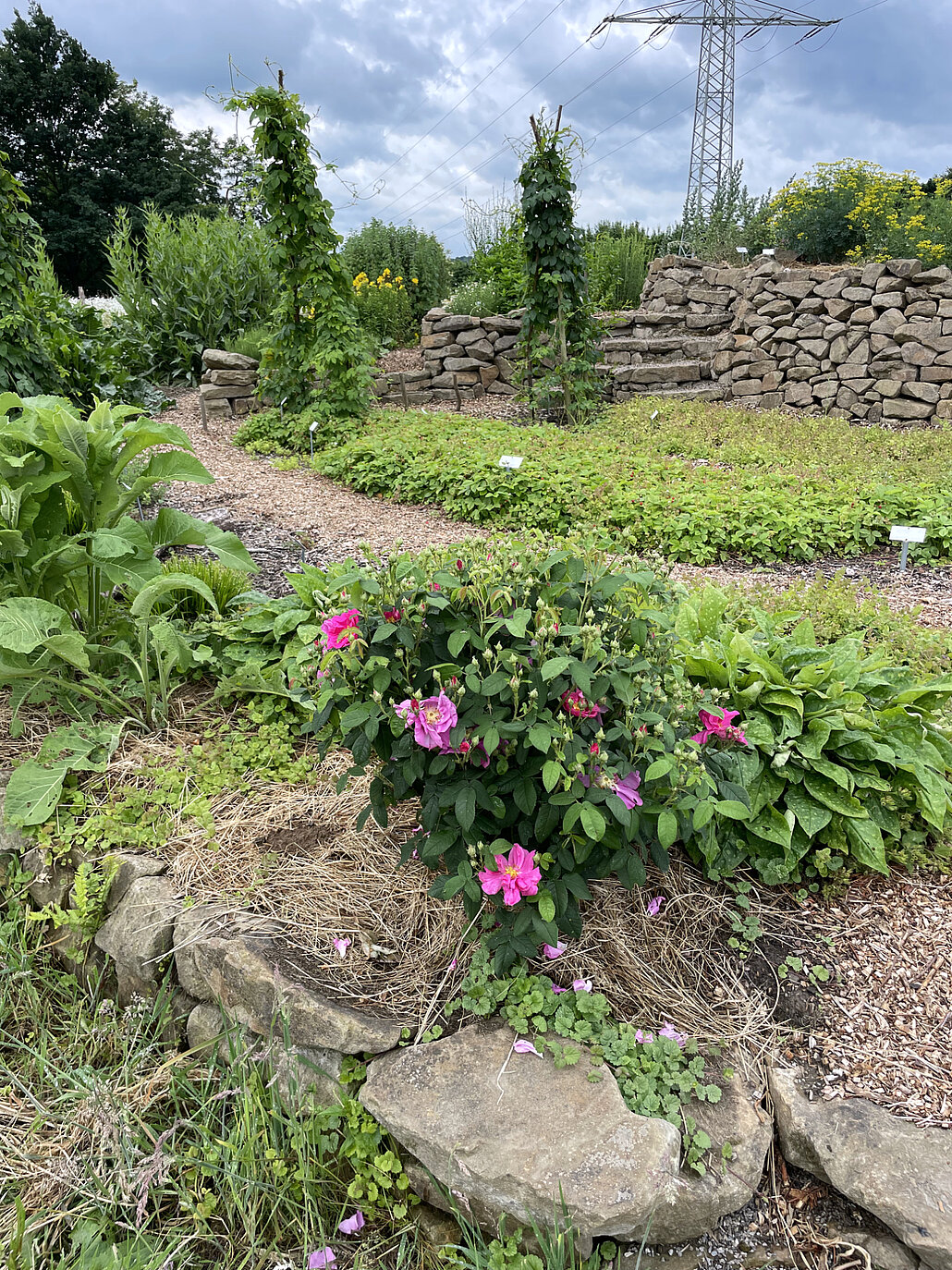Nahaufnahme einer pink blühenden Staude. Im Hintergrund ist weitere Bepflanzung und ein Turm aus hellen Steinen.