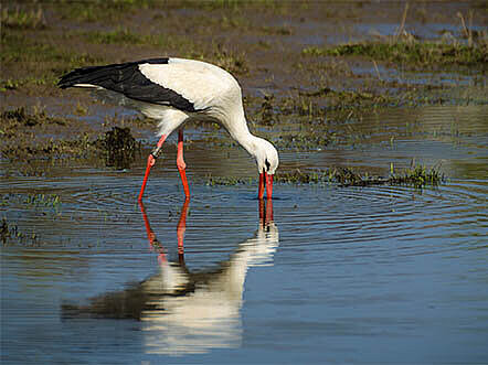 Storch am Wasser, 2014 background photo of the player