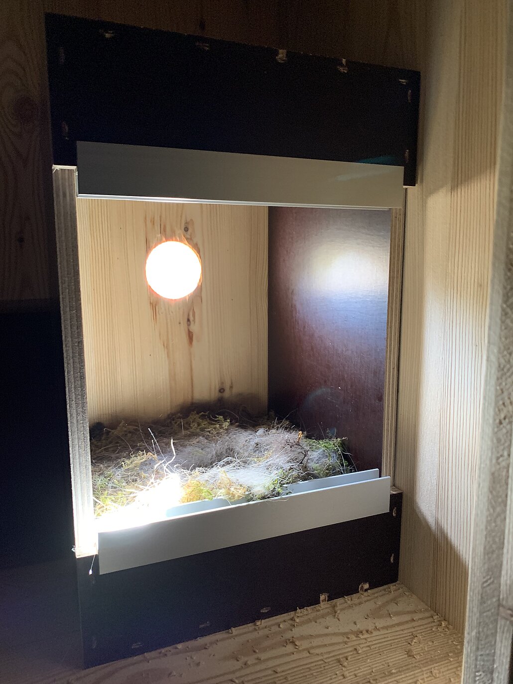 Blick in einen Nistkasten mit Nest am Artenschutzturm