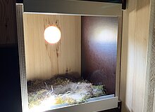 Blick in einen Nistkasten mit Nest am Artenschutzturm
