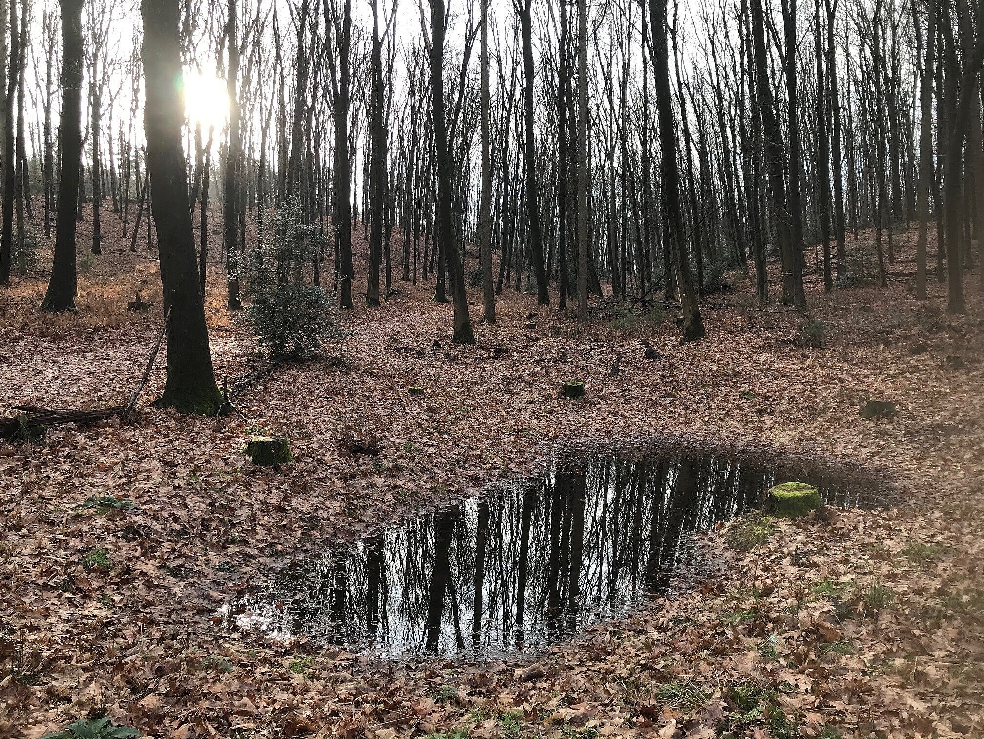 Blick auf eine neu angelete Blänke in der Haard