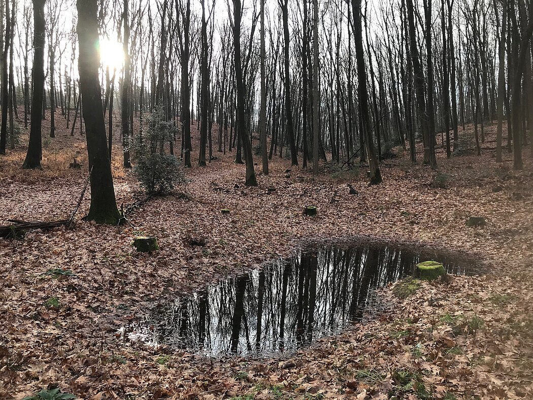 Blick auf eine neu angelete Blänke in der Haard