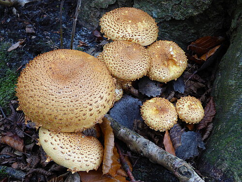 Fabelhafte Pilze
