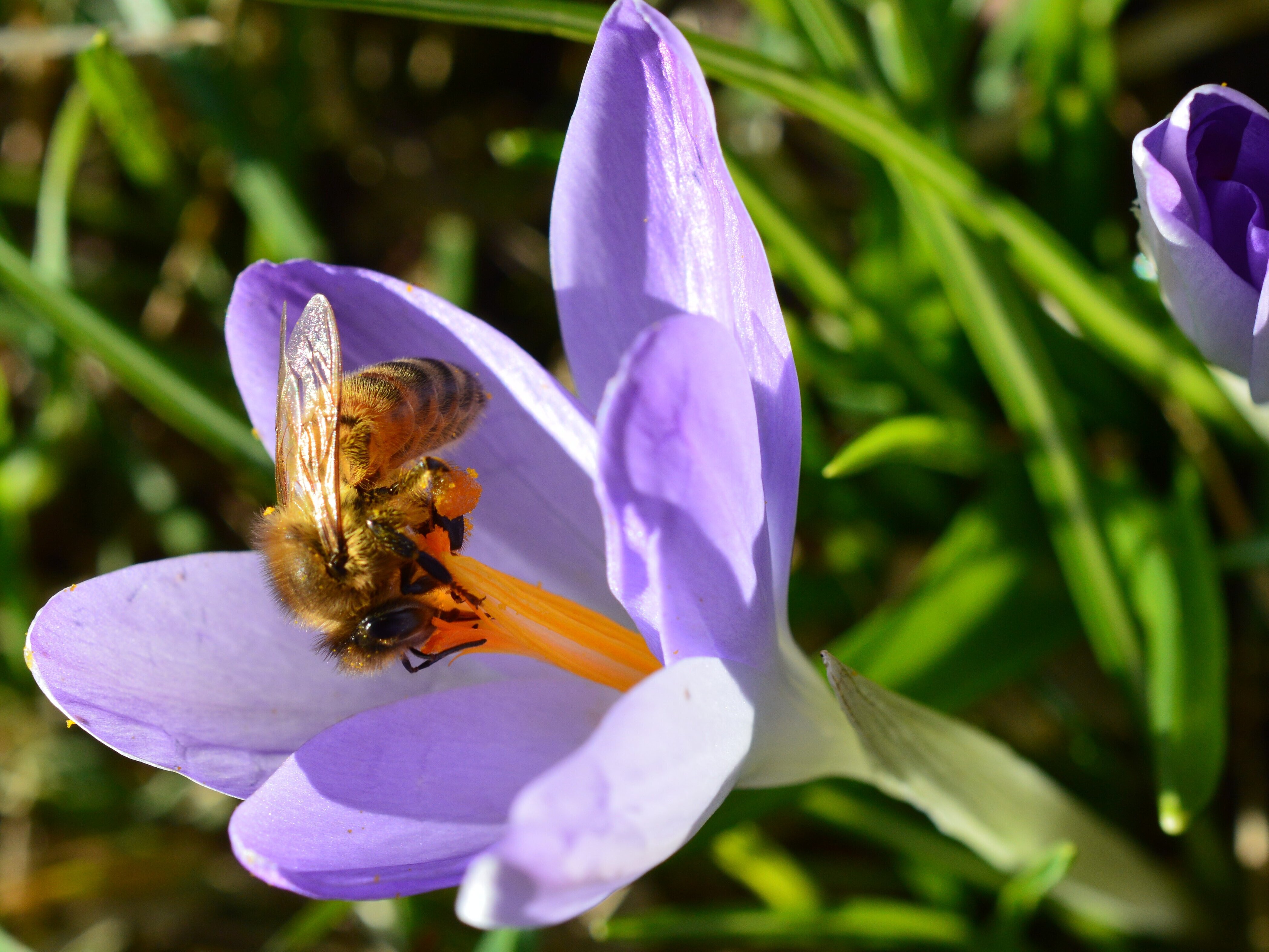 Biene auf Nektarsuche auf Krokusblüte