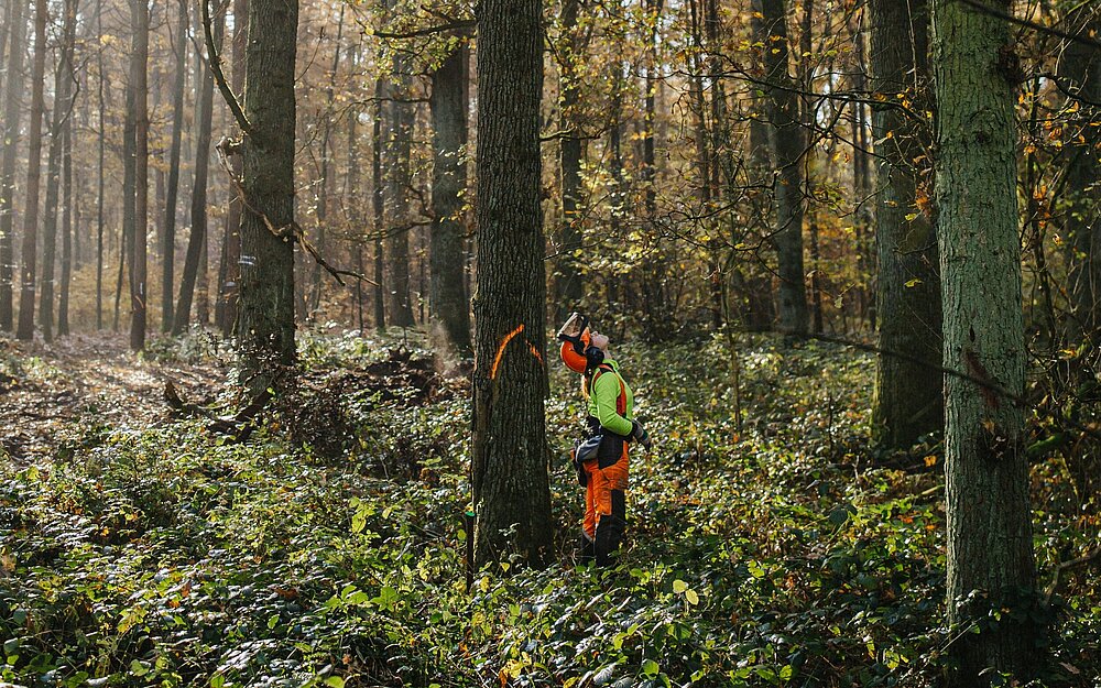 RVR-Forstwirtin Katharina Lechtenfeld bei einer "Baumansprache" – Um den Baum mit der organe-farbenen Markierung fällen zu können, bestimmt sie zuvor u. a. die Fällrichtung, schaut nach abgestorbenen Ästen und legt eine Rückweiche fest, d. h. einen Fluchtweg für sich selbst, wenn der Baum fällt.