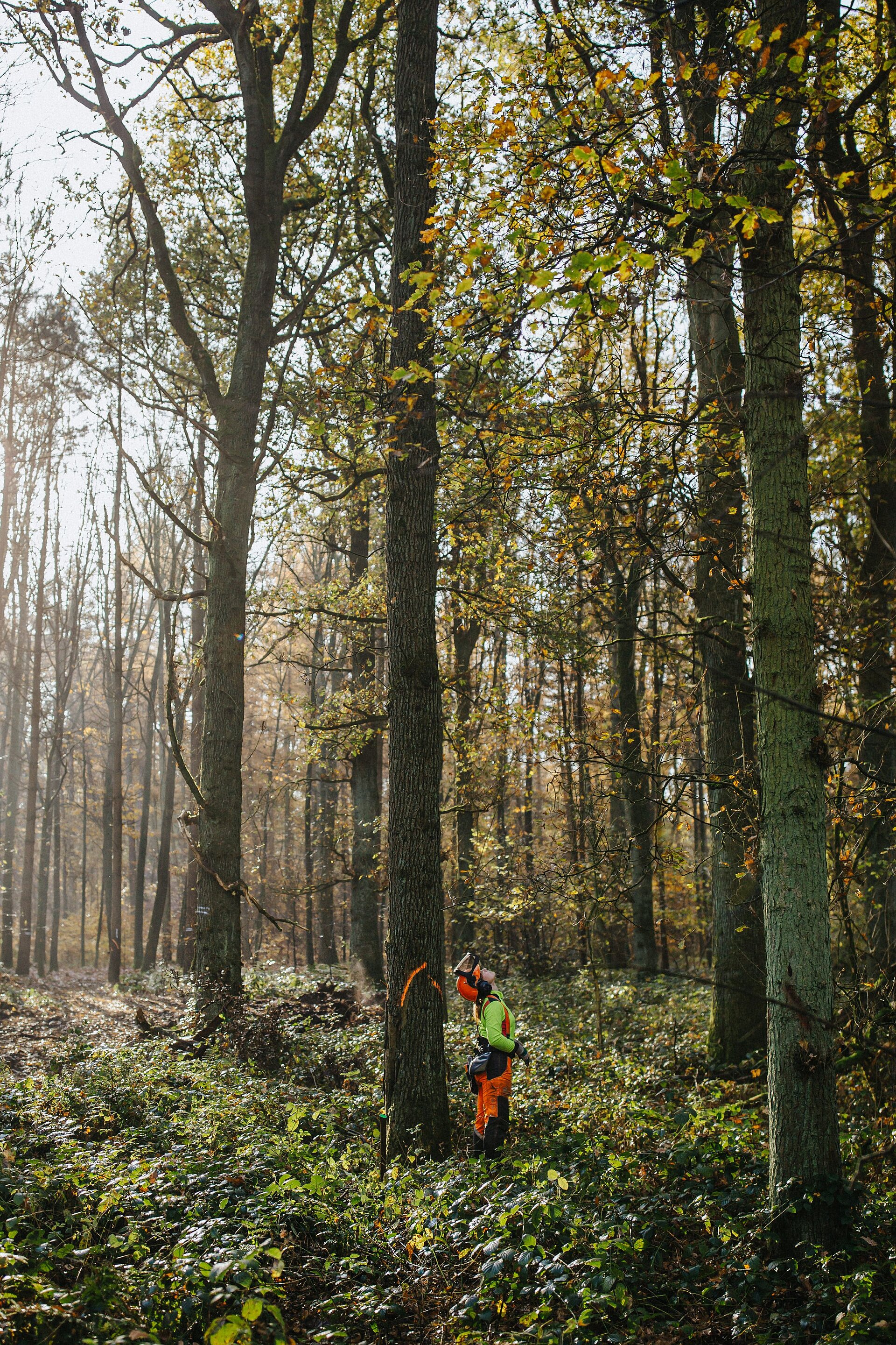 RVR-Forstwirtin Katharina Lechtenfeld bei einer "Baumansprache" – Um den Baum mit der organe-farbenen Markierung fällen zu können, bestimmt sie zuvor u. a. die Fällrichtung, schaut nach abgestorbenen Ästen und legt eine Rückweiche fest, d. h. einen Fluchtweg für sich selbst, wenn der Baum fällt.