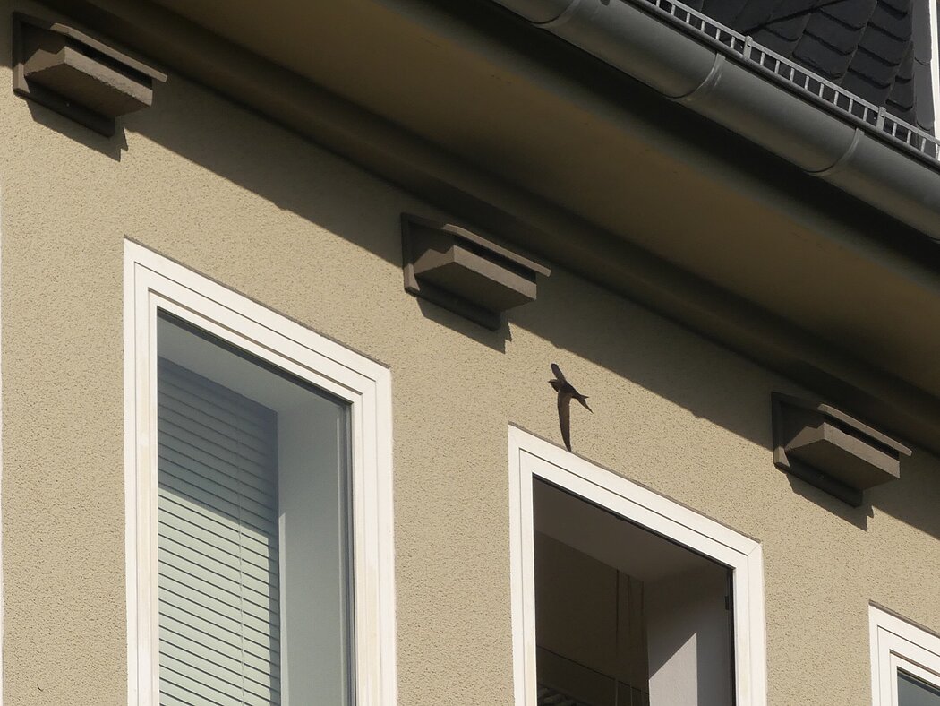 Anflug eines Mauersegler auf Nistkasten am Rathaus Buer