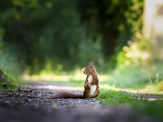 Ein Eichhörnchen sitzt auf dem Boden und beobachtet.