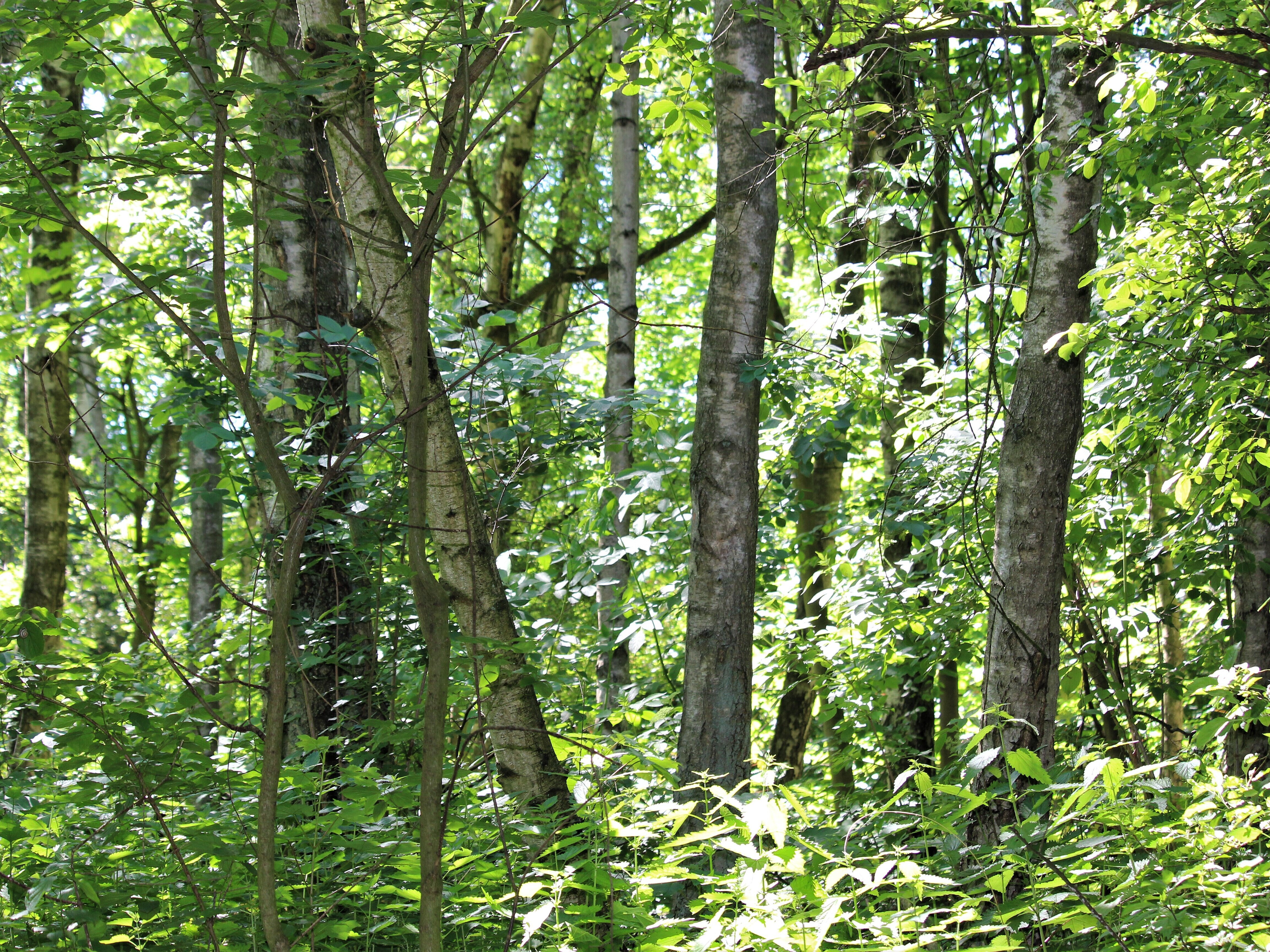 Blick auf einen Birkenwald