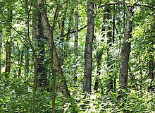 Blick auf einen Birkenwald
