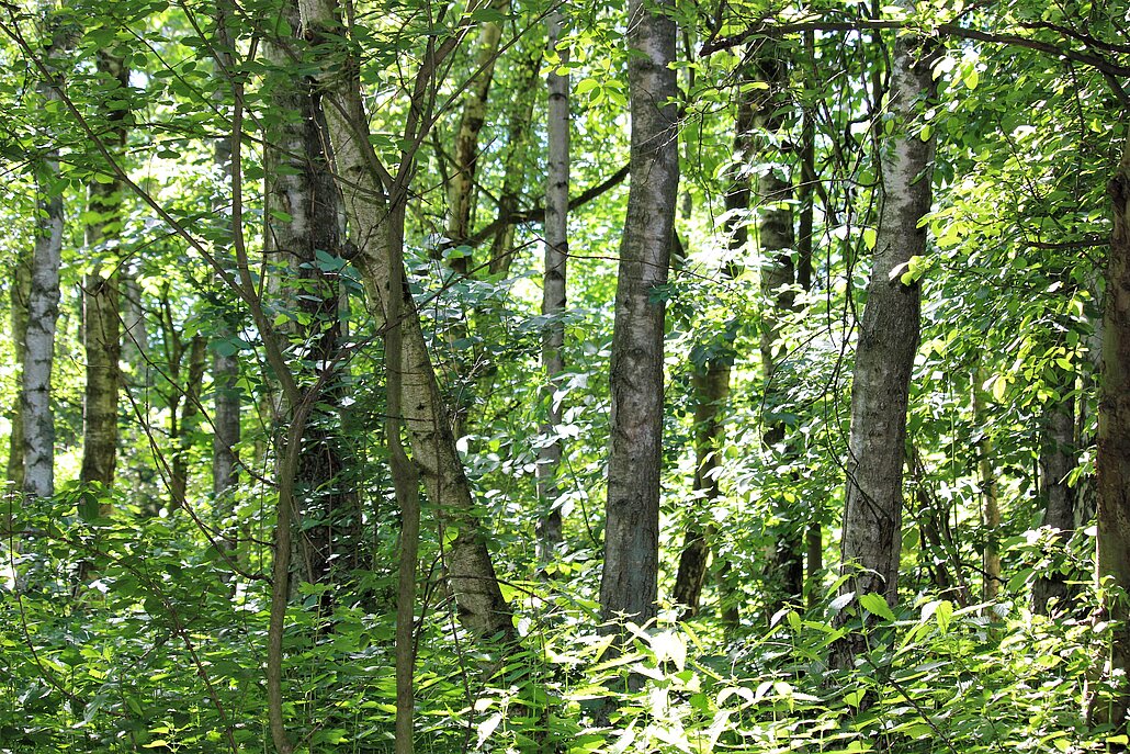 Blick auf einen Birkenwald
