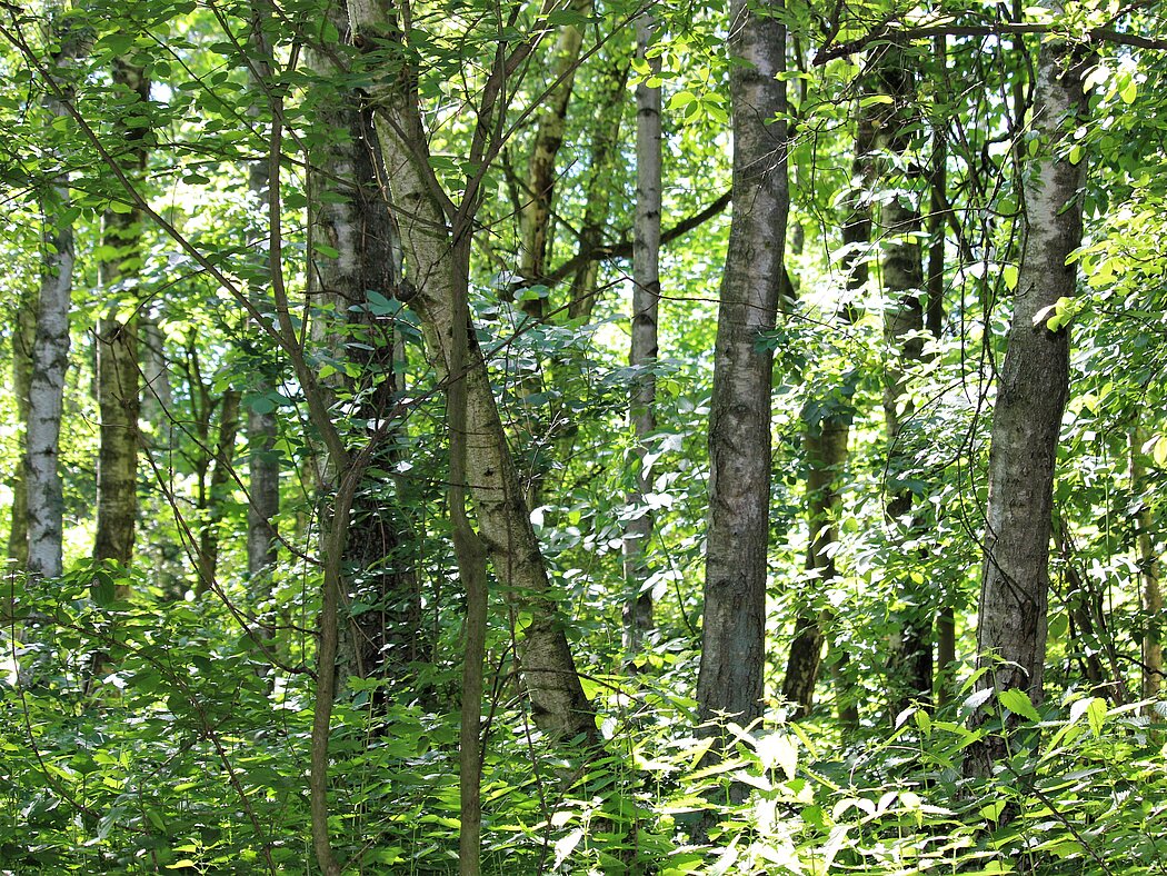 Blick auf einen Birkenwald
