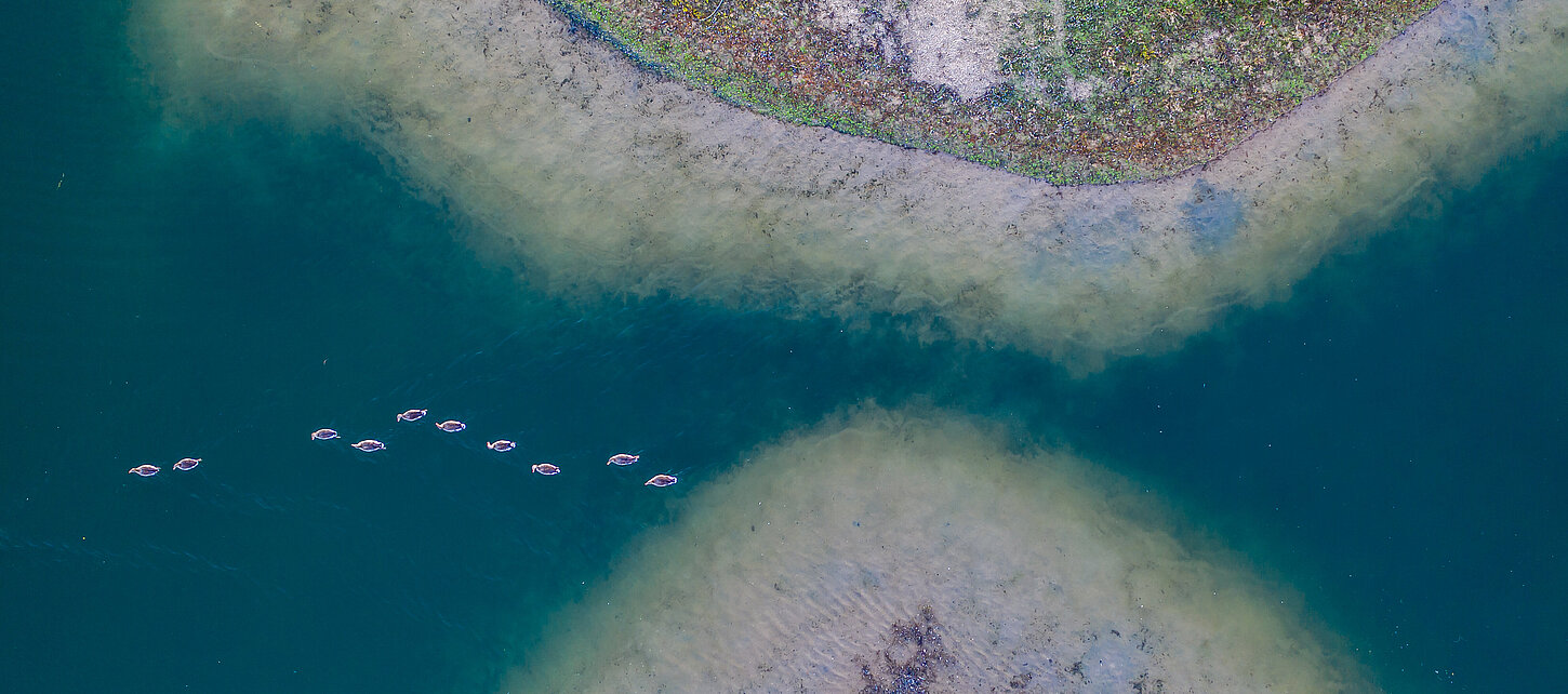 Luftbild von Graugänsen auf der Bislicher Insel