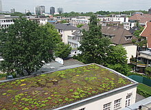 Blick auf ein begrüntes Flachdach mit alten Straßenbäumen im Hintergrund