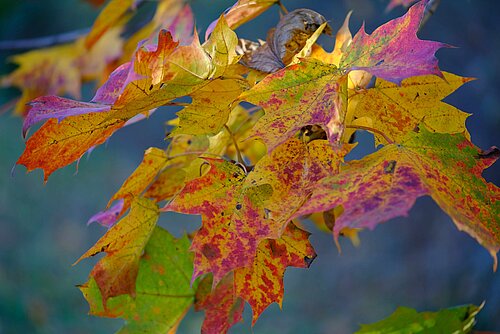 Herbst im Tertiärwald