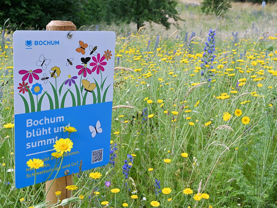 Blühwiese Bunt blühende Wiese mit Beschilderung der Stadt Bochum