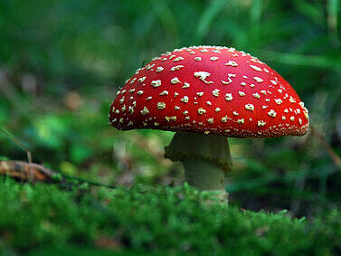 Ein roter Fliegenpilz mit weißen Punkten.
